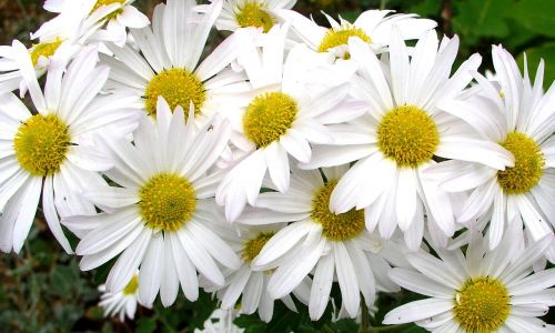 daisies flowers floral