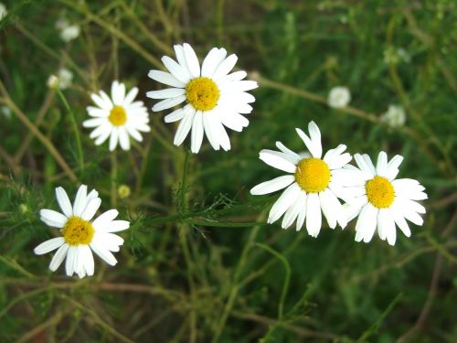 daisies flowers meadow