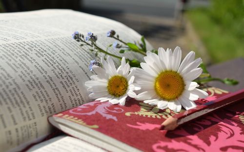 daisies book read