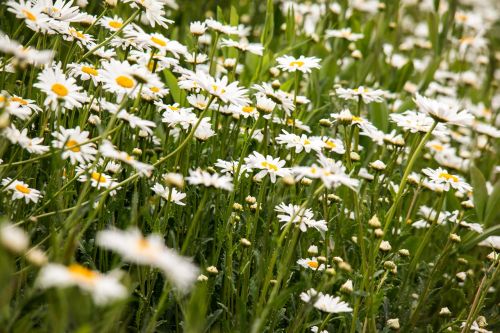 daisies meadow white