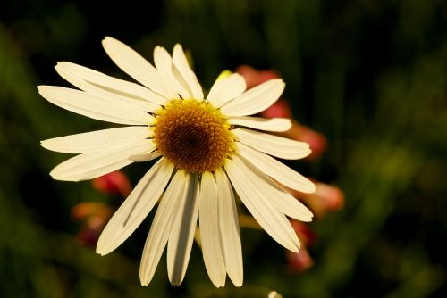 daisies white flowers stamen