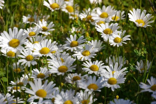 daisies flower bloom