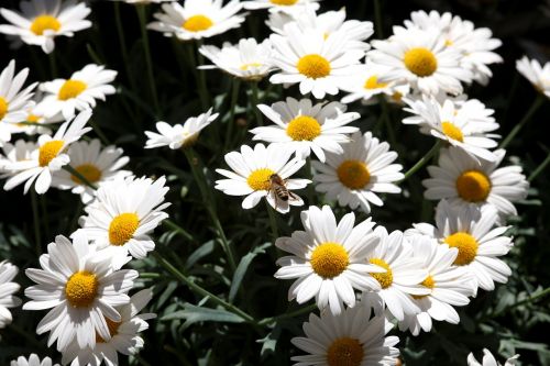daisies bee summer