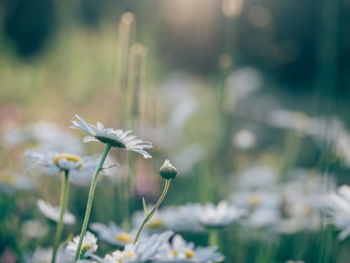 daisies daisy gerber