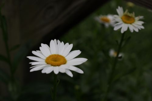 daisies flower white flower