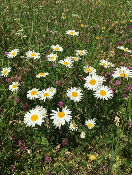 daisies flowers white