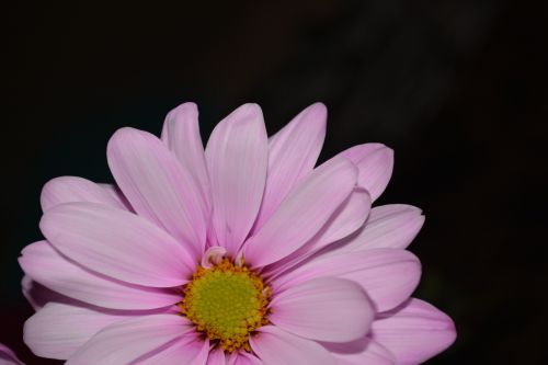 Daisies Blossoms Flowers Macro