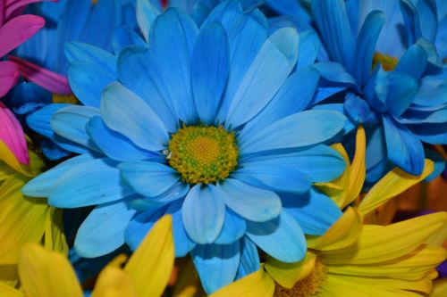 Daisies Blossoms Flowers Macro