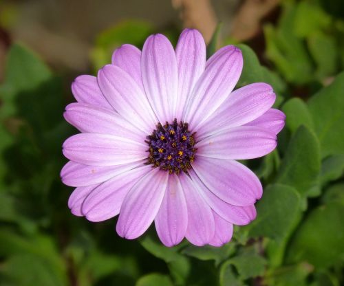 daisy purple flower