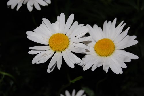 daisy white flower spring