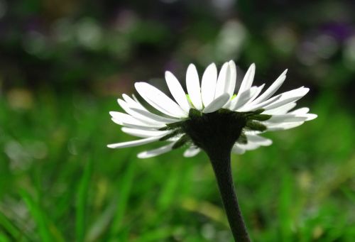 daisy blossom bloom