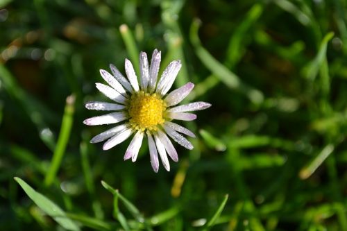 daisy flowers white