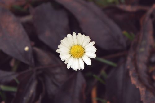 daisy flower plant