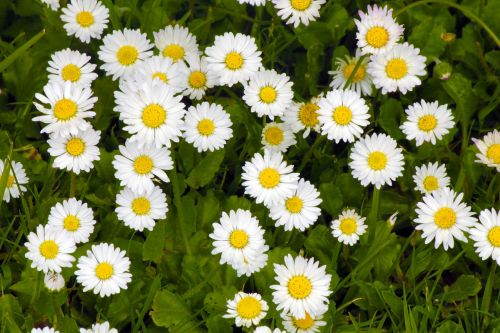 daisy flowers grass