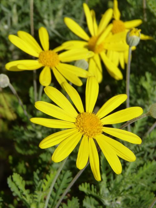 daisy yellow flowers