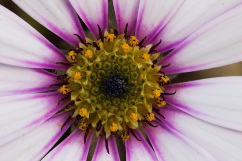 daisy flower blossom