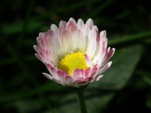 daisy pink pointed flower