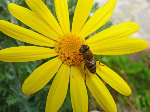 daisy bee detail