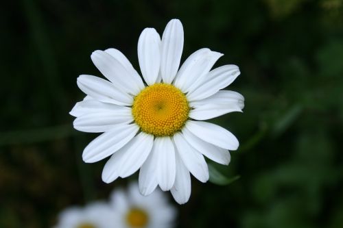 daisy flower meadow flower
