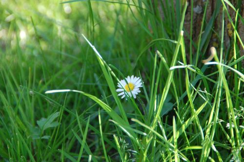 daisy flower nature