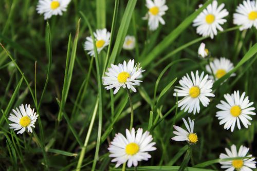 daisy garden meadow