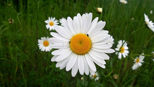 daisy flower macro