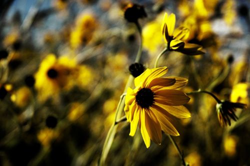 daisy yellow flowers yellow