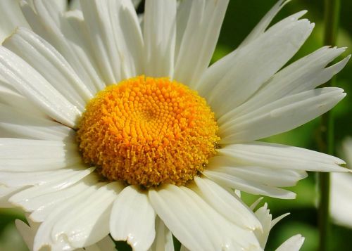 daisy flower flowerhead