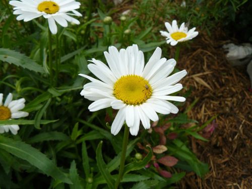 daisy bug garden