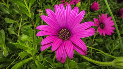 daisy flower colorful