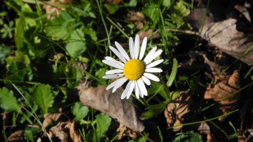 daisy meadow leaves