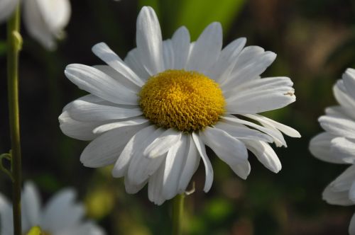 daisy summer flowers