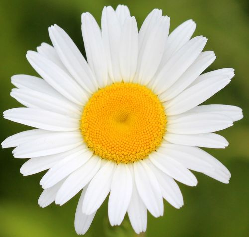 daisy flower spring