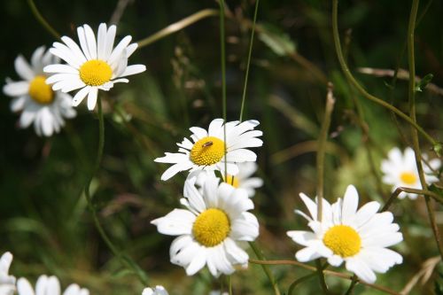 daisy geese flower flower