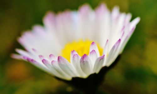 daisy flower meadow