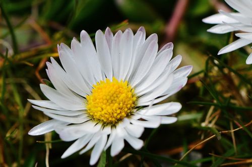 daisy flower meadow