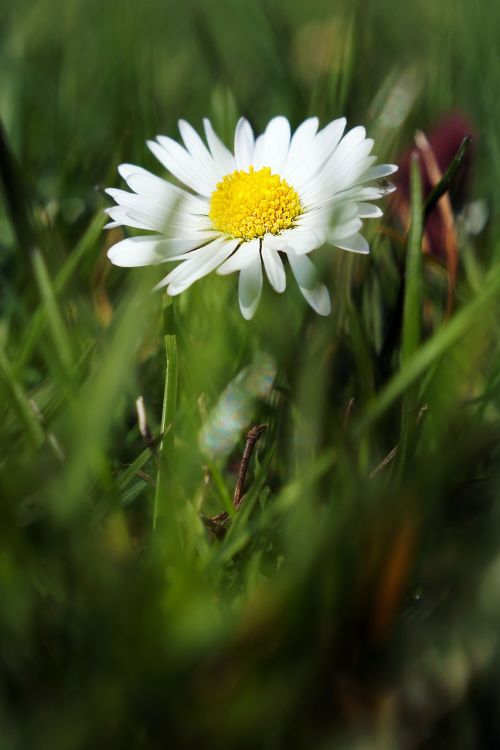 daisy flower flower meadow
