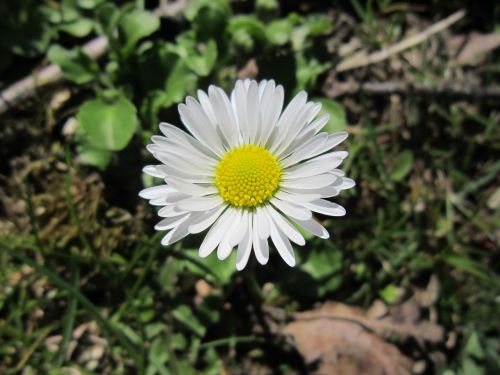 daisy spring sun