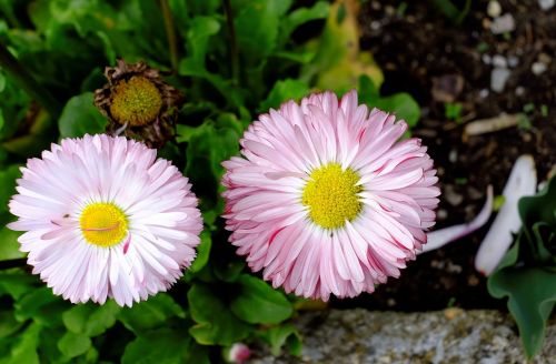 daisy flower flowers