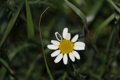 daisy spring flower