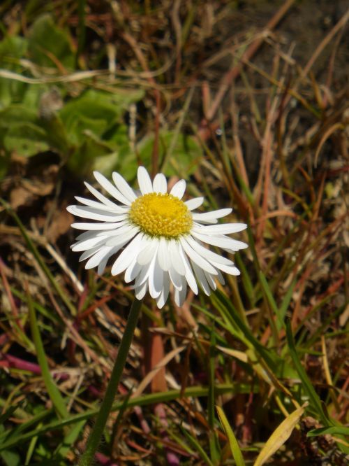 daisy weed nature