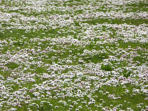 daisy meadow white