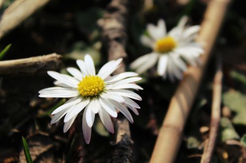 daisy flowers plant