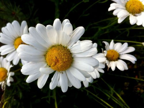 daisy spring meadow