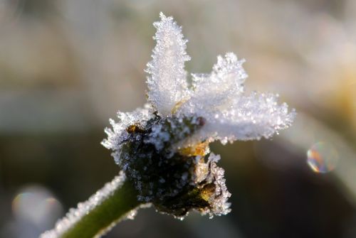 daisy geese flower frozen