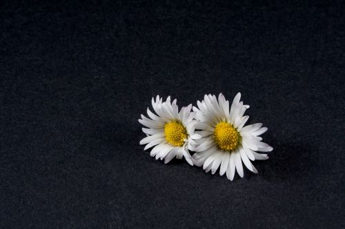 daisy flower close