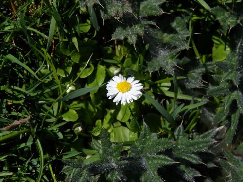 daisy white pointed flower