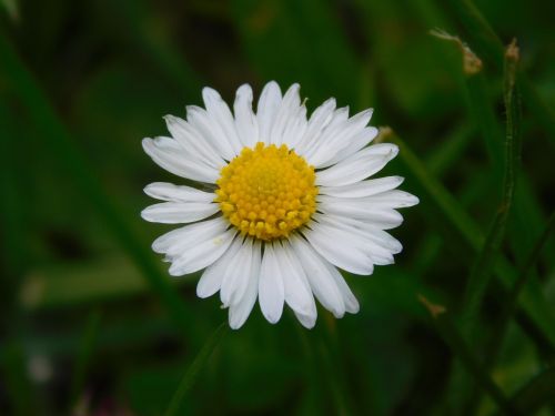 daisy flower nature