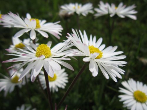 daisy meadow white