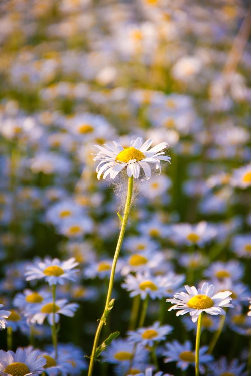 daisy summer flower